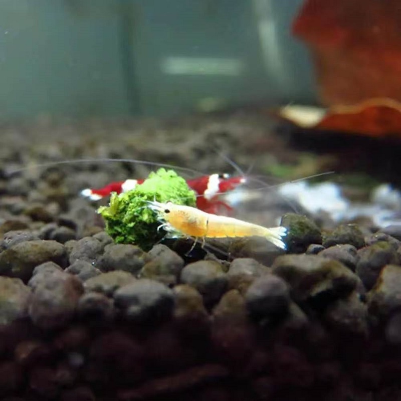 Spinach Shrimp Feed Ornamental - Seaweed Snack review and price